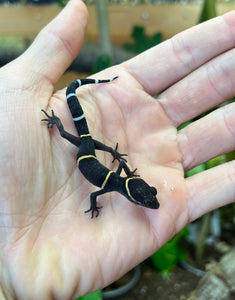 Chinese Cave Gecko
