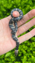 Load image into Gallery viewer, Baby Puff-Faced Water Snake