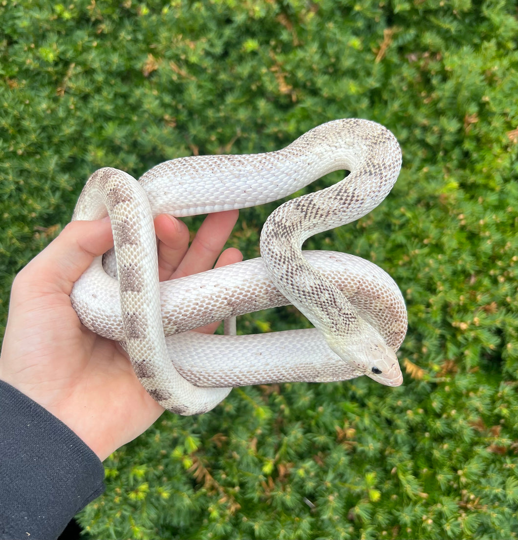 Sub-Adult White-Sided Bullsnake (Female)