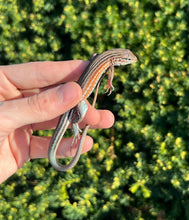 Load image into Gallery viewer, Rainbow Whiptail Lizard (1.1 Pair)