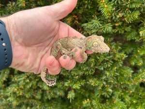 Adult Mossy Leaf-tailed Gecko (Female 2)