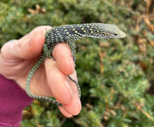Load image into Gallery viewer, Baby Golden-Spotted Tree Monitor