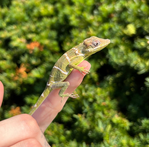 Baby Knight Anole