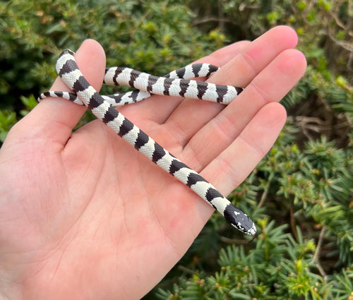Baby Banded California Kingsnake
