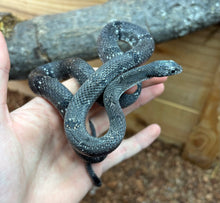 Load image into Gallery viewer, Adult ‘Black Phase’ Gray-Banded Kingsnake (Male)