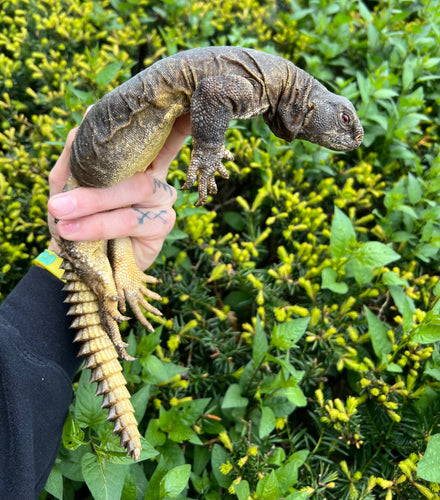 XL Adult Egyptian Uromastyx