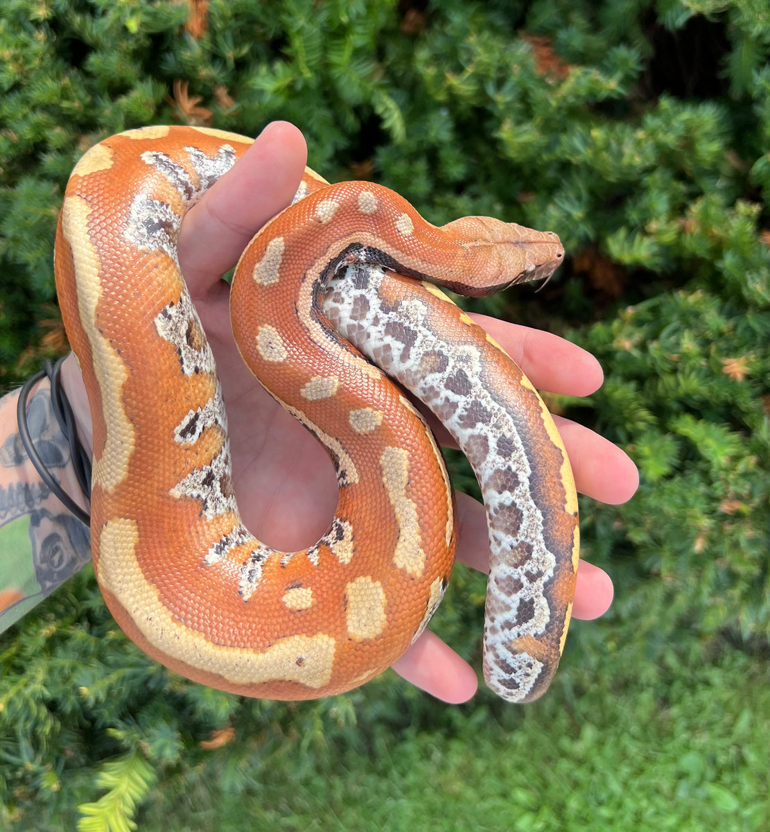 Juvenile Blood Python – Scales and Tails of Ohio