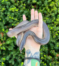 Load image into Gallery viewer, Adult Sunbeam Snake