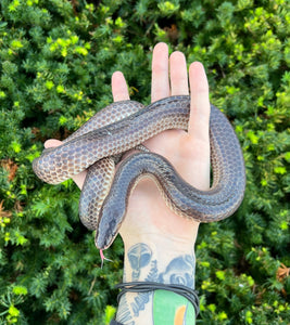 Adult Sunbeam Snake