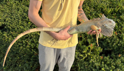 Adult Green Iguana (Male)