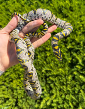 Load image into Gallery viewer, Adult Mandarin Ratsnake (Male)