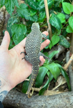 Load image into Gallery viewer, Juvenile Nile Monitor