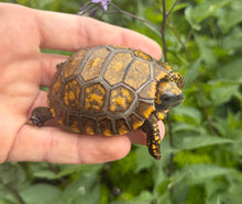 Load image into Gallery viewer, Baby Yellow-Foot Tortoise