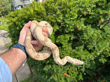 Load image into Gallery viewer, Sub-Adult Super Ghost Red-Tailed Boa Constrictor (Male)