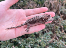 Load image into Gallery viewer, Juvenile Mainland Chahoua Gecko (1)