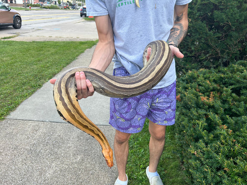 Adult Whitewall Ocelot Borneo Blood Python (Female)