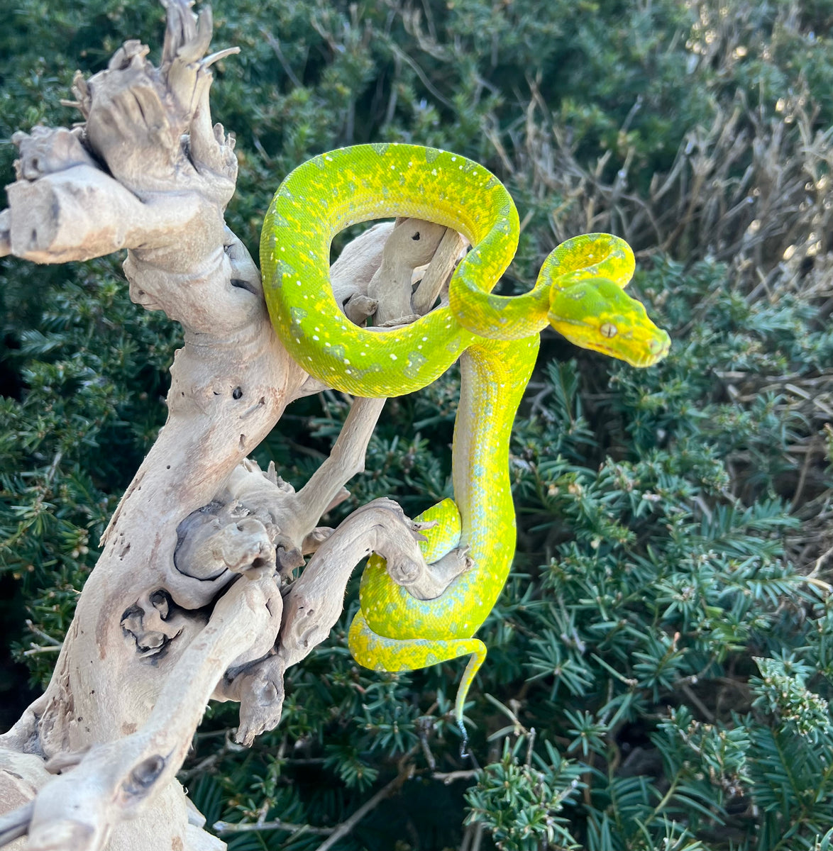 Sub-Adult Biak Green Tree Python (Male) (2) – Scales and Tails of Ohio
