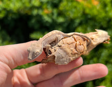 Load image into Gallery viewer, Baby Crested Gecko (3)