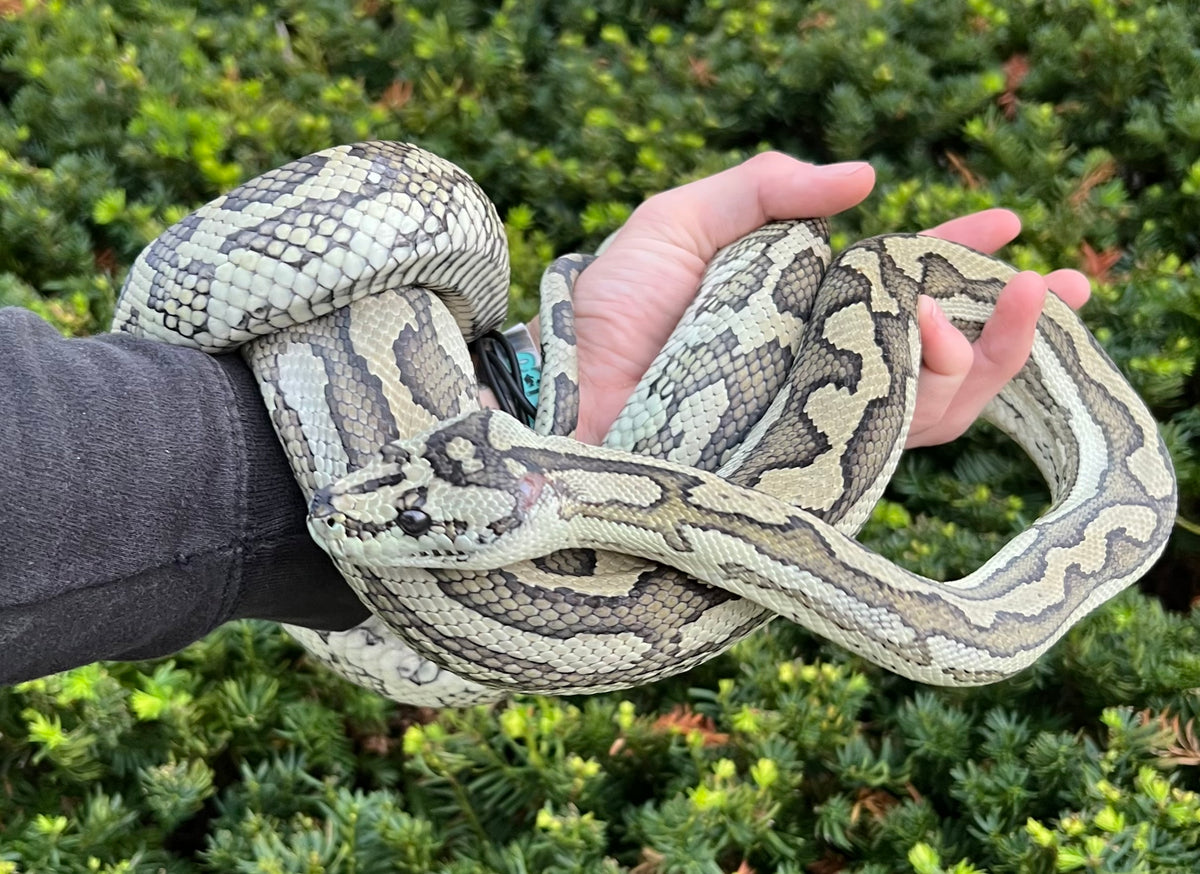 Adult Coastal x Jungle Carpet Python (Female) – Scales and Tails of Ohio
