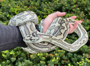 Adult Coastal x Jungle Carpet Python (Female)