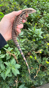 Baby Red Tegu