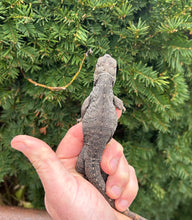 Load image into Gallery viewer, Baby Rhino Iguana (2)