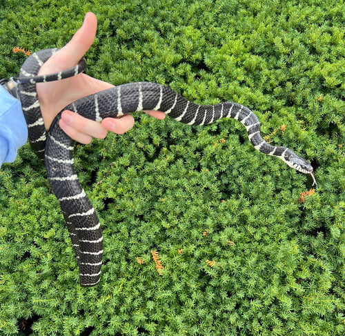 Adult Axanthic Indonesian Mangrove Snake (Male 1)
