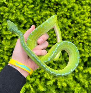 Adult Sorong Green Tree Python (Male 1)