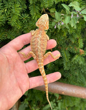 Load image into Gallery viewer, Baby Red Translucent Leatherback Bearded Dragon (1)