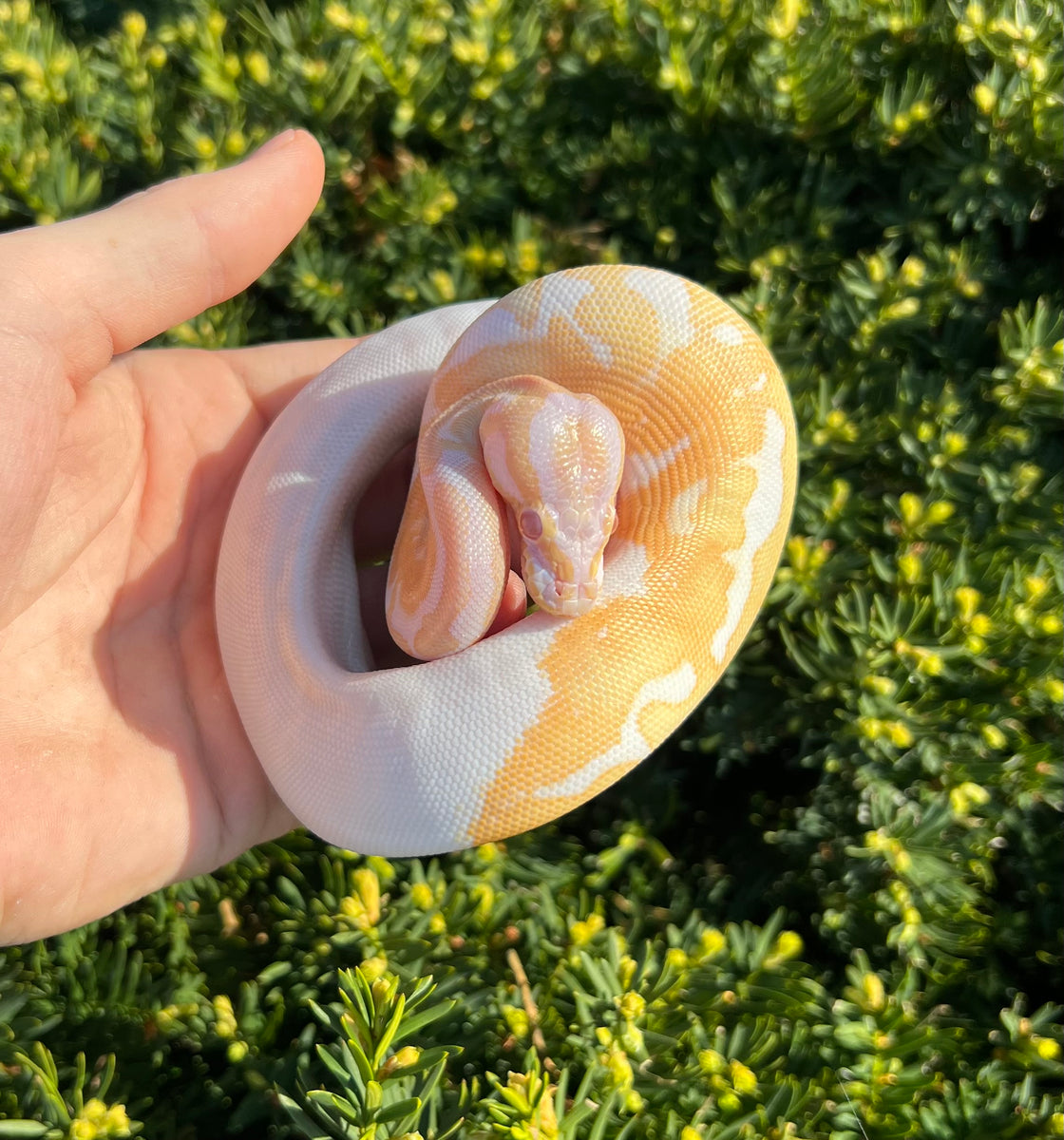Baby Albino Pied Ball Python (Male 1) – Scales and Tails of Ohio