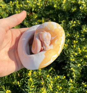 Baby Albino Pied Ball Python (Male 1)