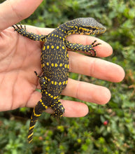Load image into Gallery viewer, Baby ‘Exceptional’ Ornate Nile Monitor (3)