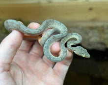 Load image into Gallery viewer, Baby Amazon Tree Boa (Male 3)