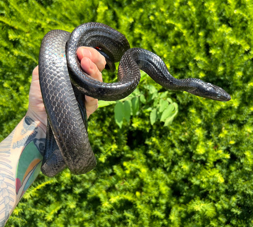 Adult Black Jansen’s Ratsnake (Male)