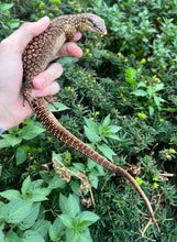 Load image into Gallery viewer, Adult Red Ackie Monitor (Female)