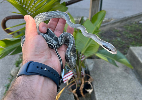 Juvenile Blue Beauty Ratsnake (Female)