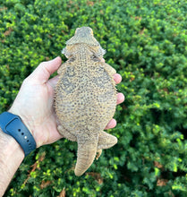 Load image into Gallery viewer, Adult Bearded Dragon (Female)