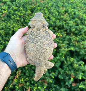 Adult Bearded Dragon (Female)