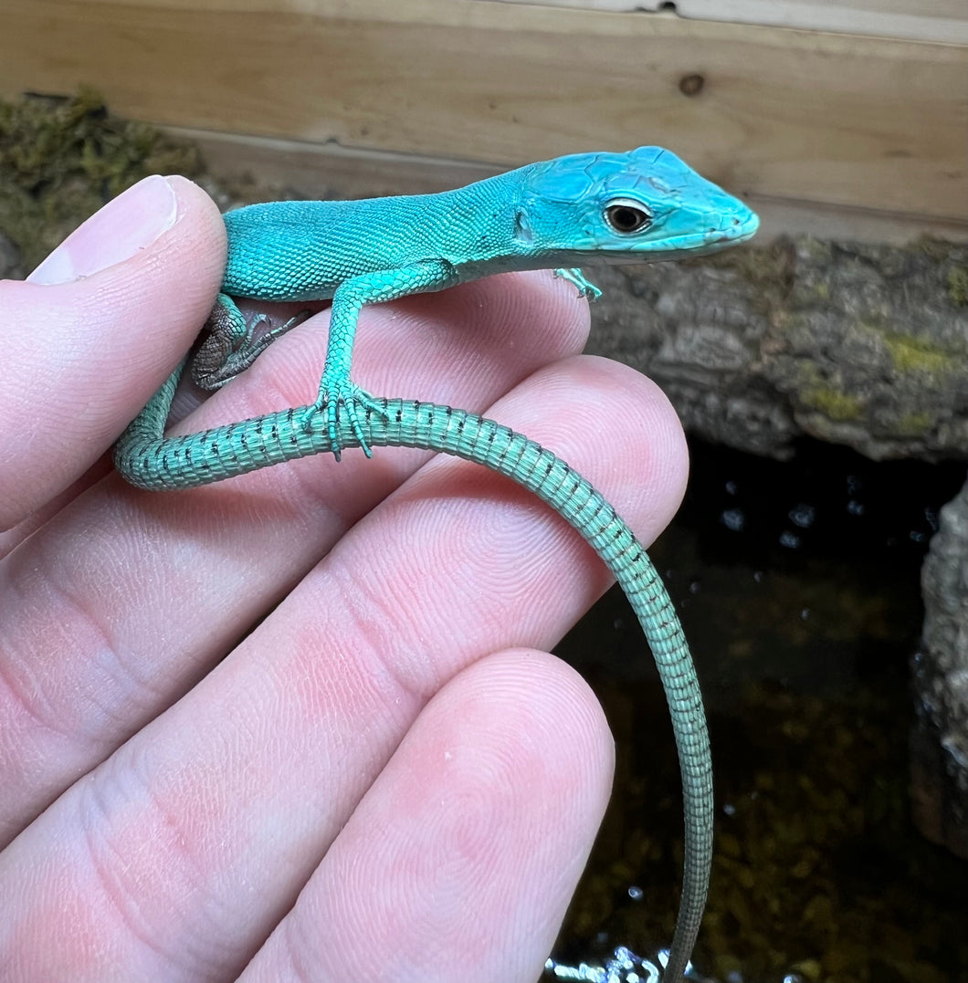 Baby Green Keeled Lizard