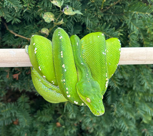 Adult Aru Green Tree Python (Male)