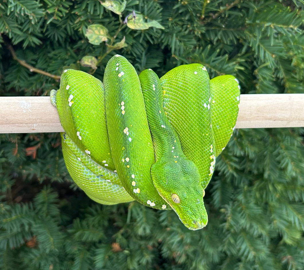 Adult Aru Green Tree Python (Male)