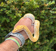 Load image into Gallery viewer, Baby Albino Burmese Python (Male)