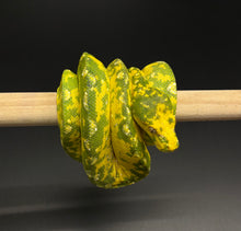 Load image into Gallery viewer, Sub-Adult Biak Green Tree Python (Male)