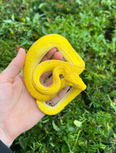 Load image into Gallery viewer, Baby Manokwari Green Tree Python (1)
