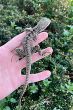 Load image into Gallery viewer, Baby Australian Water Dragon (2)