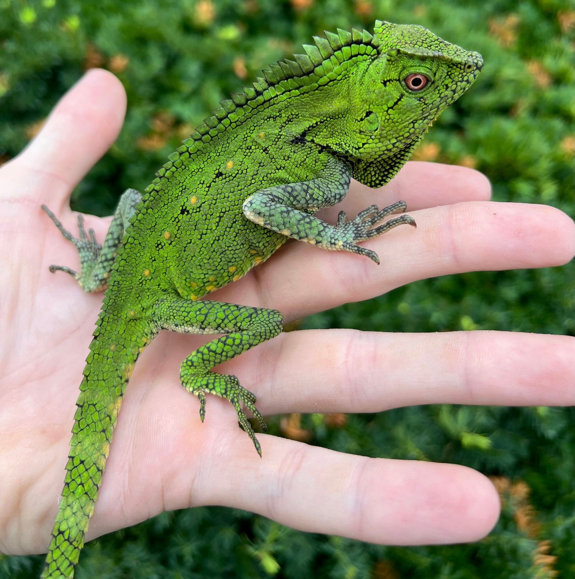 Doria's Angle-Head Lizard (Pair 2) – Scales and Tails of Ohio