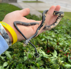 Baby Tiger Ratsnake (Male 5)
