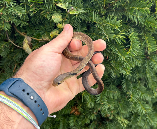 Baby Black-Tailed Cribo (Female 1)