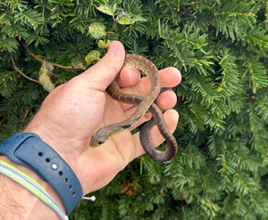 Baby Black-Tailed Cribo (Female 1)