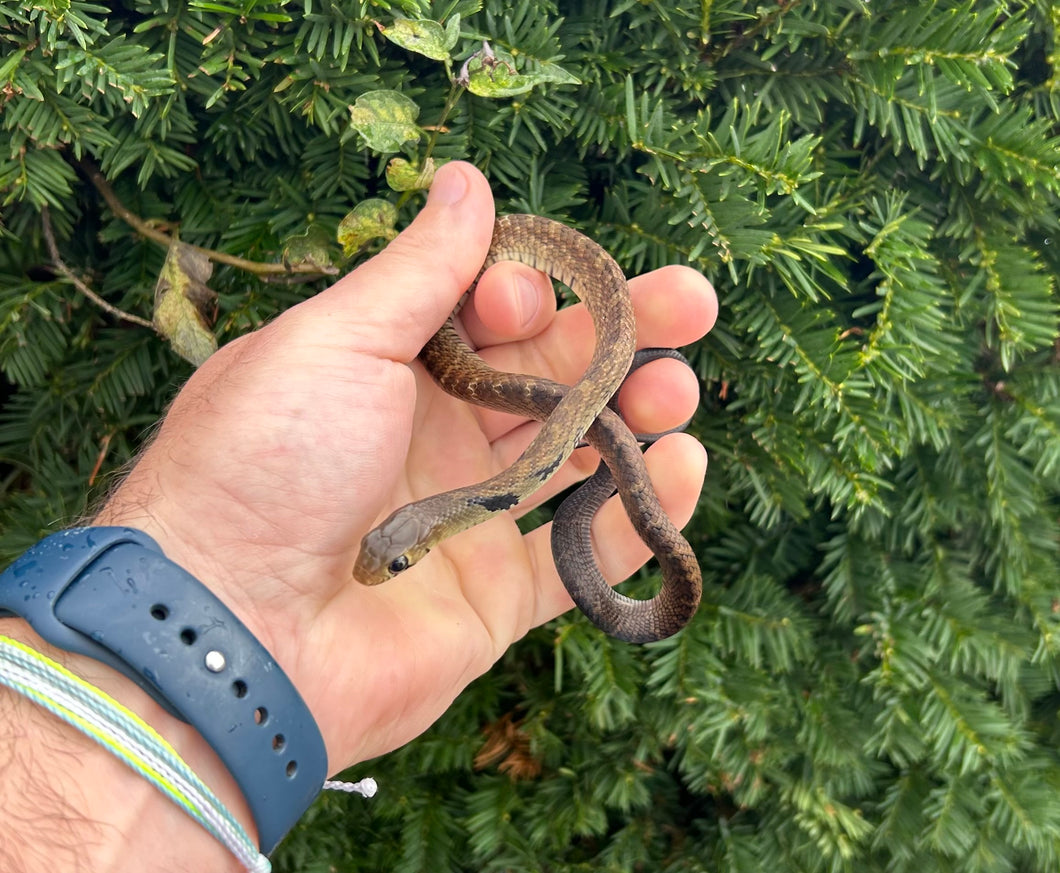 Baby Black-Tailed Cribo (Female 1)